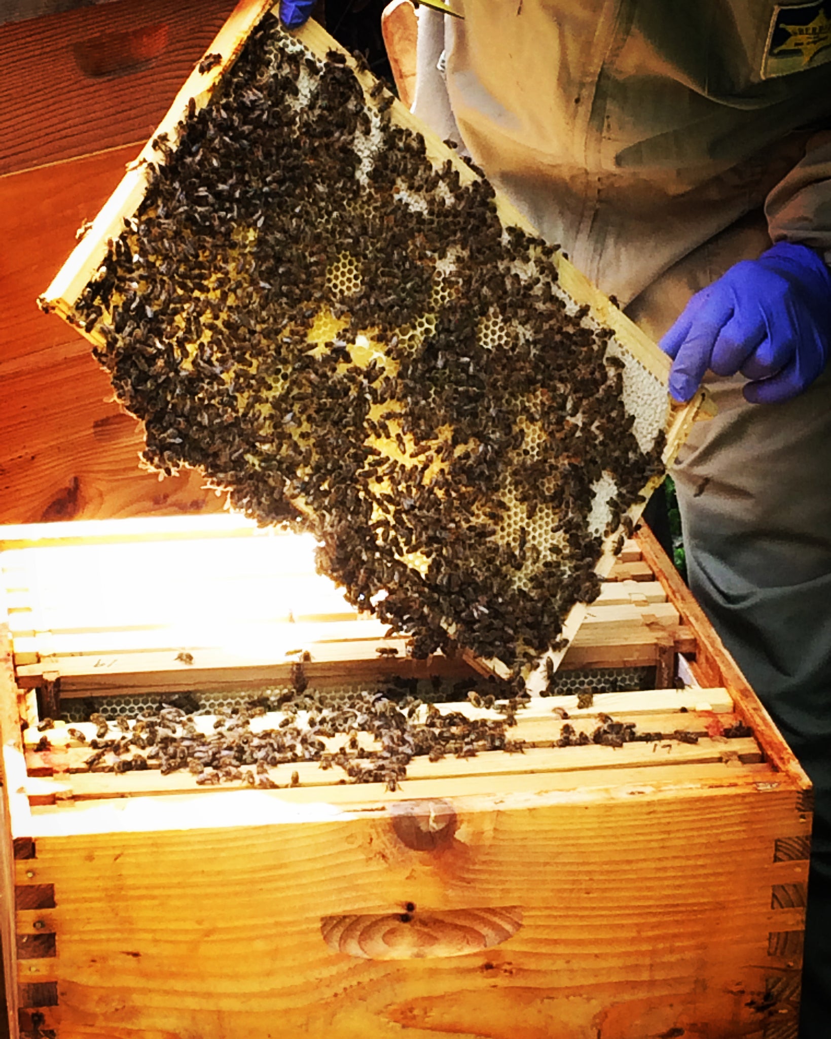 Epping Good Honey Tasting and Masterclass April 25th 7:30pm